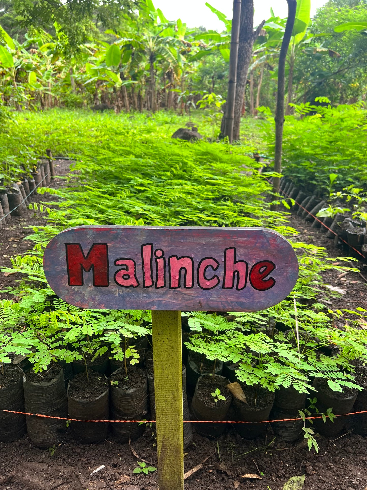 Malinche