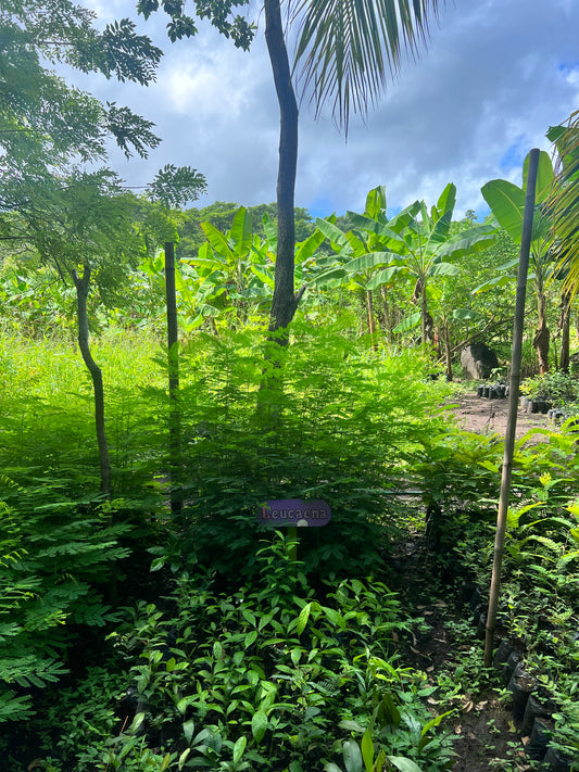 Leucaena