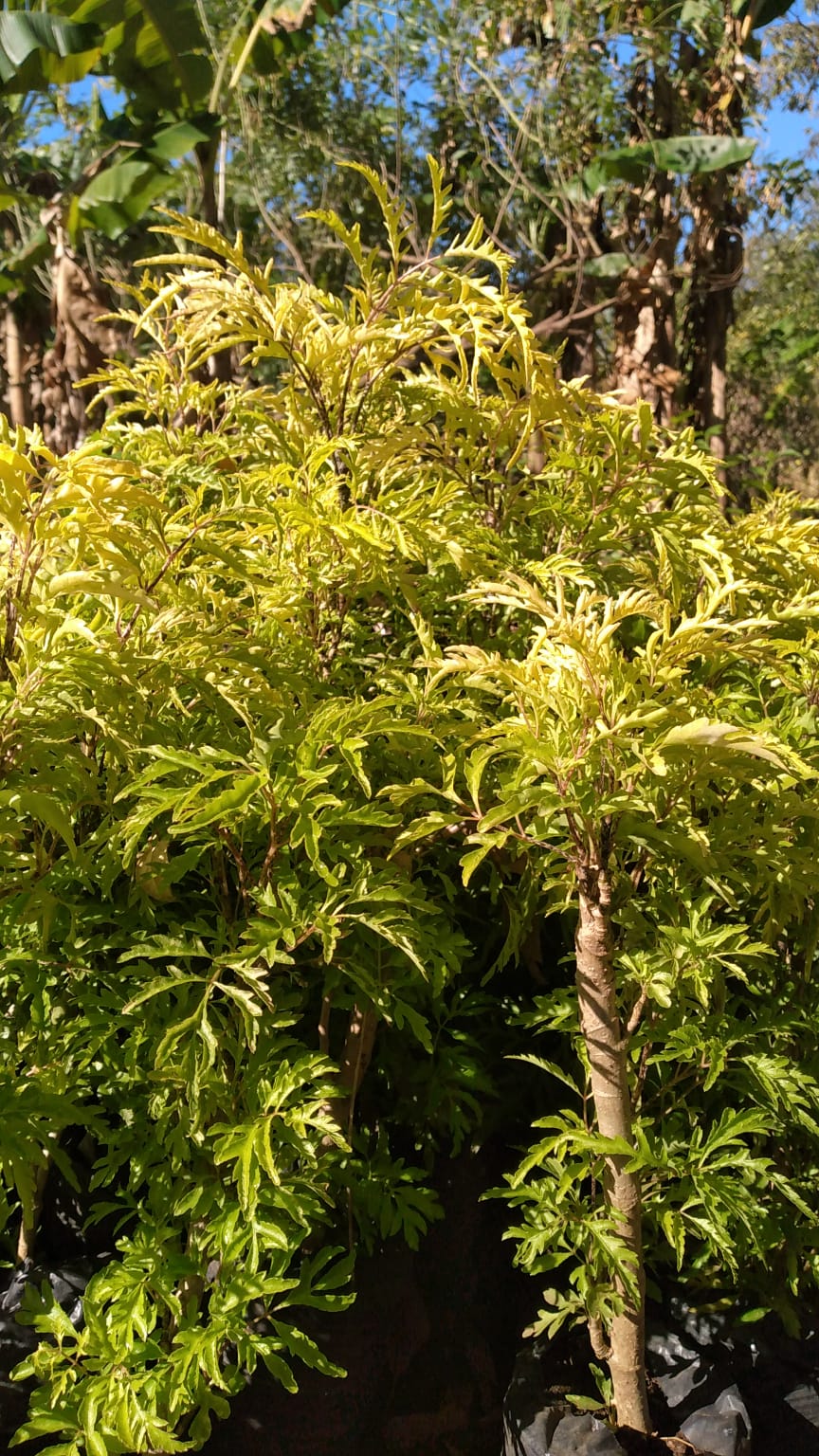 Aralia