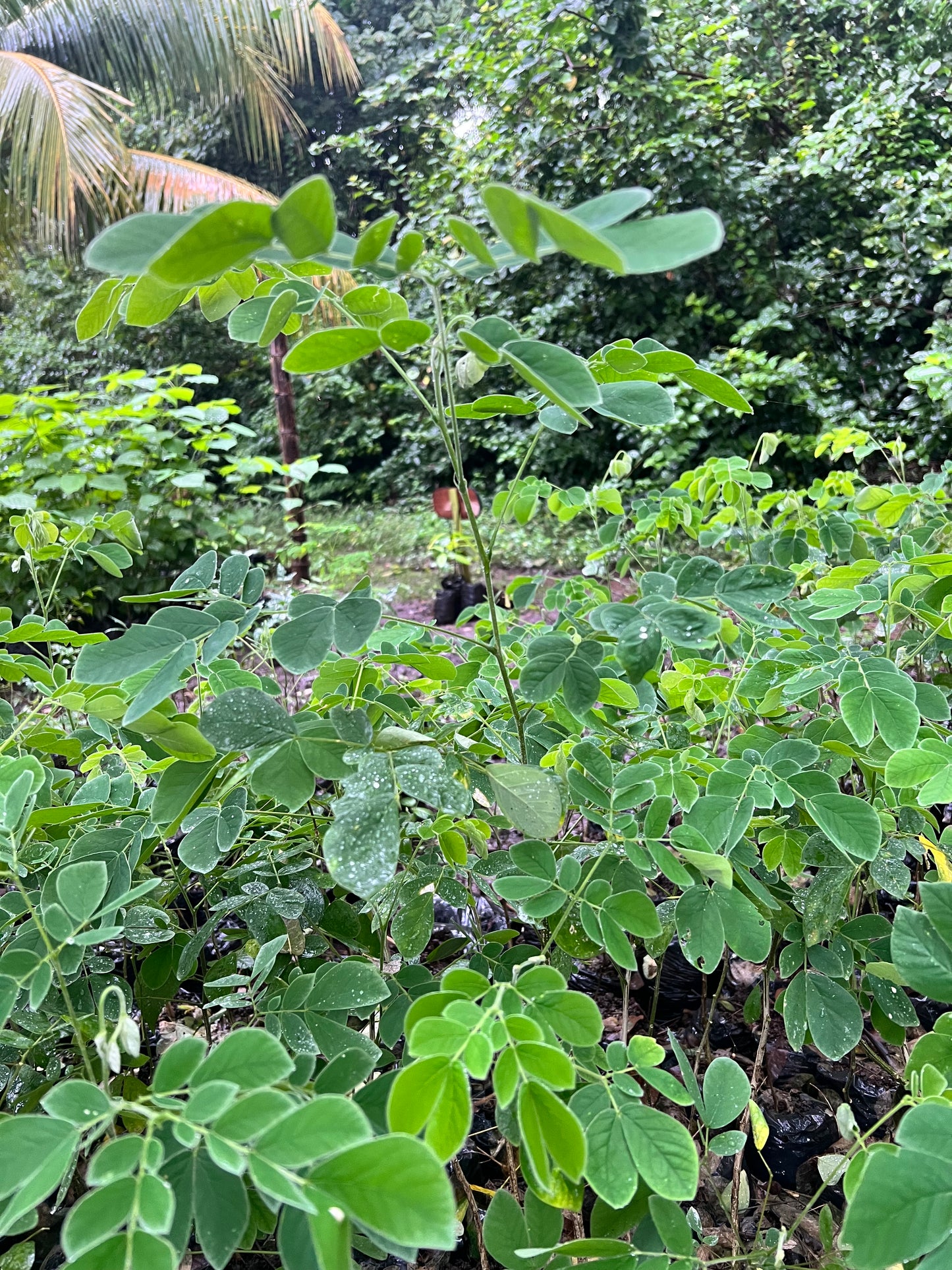 Pata de Vaca - Brazilian orchid tree