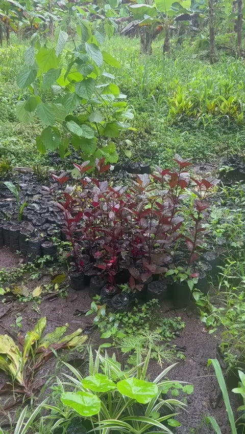 A selection from 52 different species of native trees.